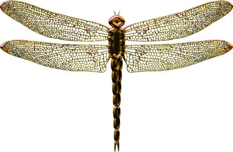 Gold dragonfly isolated in white background 스톡 일러스트