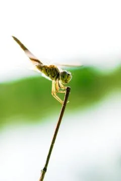 Gold dragonfly Stock Photos