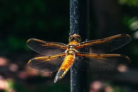 Gold dragonfly resting in the sunshine Stock Photos