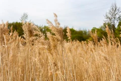 Gold dry grass in a rustic field Stock Photos