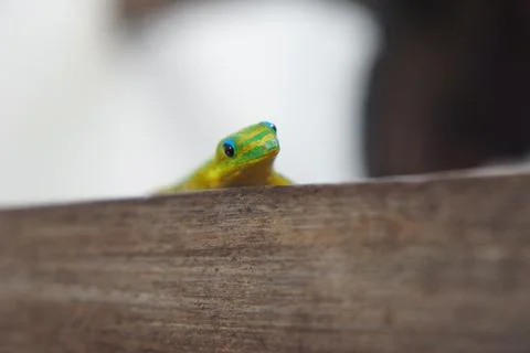 Gold Dust Day Gecko Peering Curiously Over Table Stock Photos