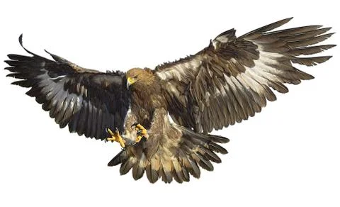 Gold Eagle Bird Winged Flying Swoop Hand Draw And Paint On White. Stock Illustration