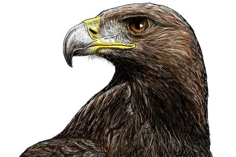 Gold eagle head hand draw and paint color on white background. Stock Illustration