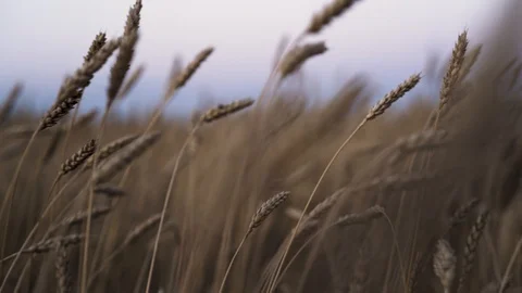 Gold ears of wheat in the field Stock Footage 94703862