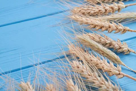 Gold ears wheat or rye on blue wooden background. Stock Photos