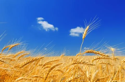 Gold ears of wheat Stock Photos