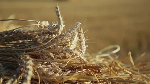 Gold ears of wheat under sunlight close-up Stock Footage 81878553