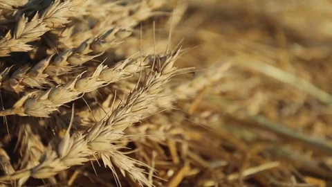 Gold ears of wheat under sunlight close-up Stock Footage 81878811