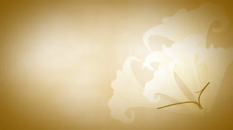 Gold Easter Lilies 1080  background Stock Footage 50669416