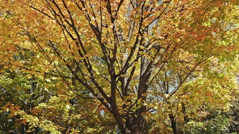 Gold Fall Time Tree Color Stock Footage 288142951