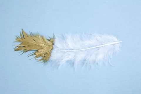 Gold feather Stock Photos