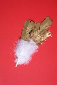 Gold feather Stock Photos