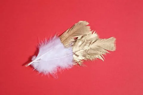 Gold feather Stock Photos