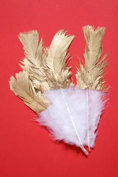 Gold feather Stock Photos