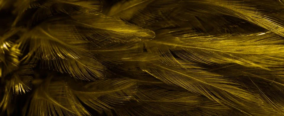 Gold feathers with an interesting pattern . background Stock Photos