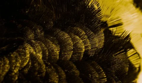 Gold feathers with an interesting pattern . background Stock Photos