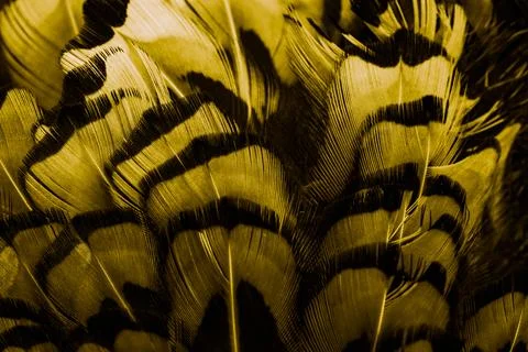 Gold feathers with an interesting pattern . background Stock Photos