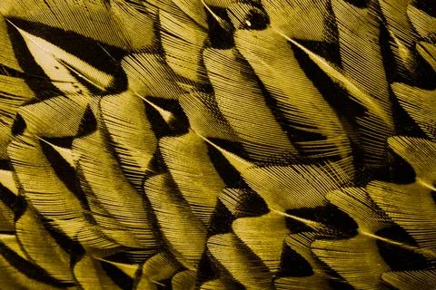 Gold feathers with an interesting pattern . background Stock Photos