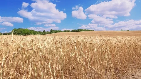 Gold Field of Grain with rye in the wind on blue sky (4K) Stock Footage 97158161