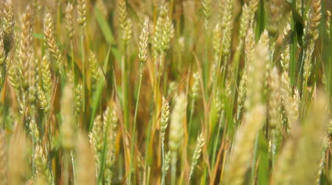 Gold Field of wheat wave on the summer wind  Stock Footage 1077194