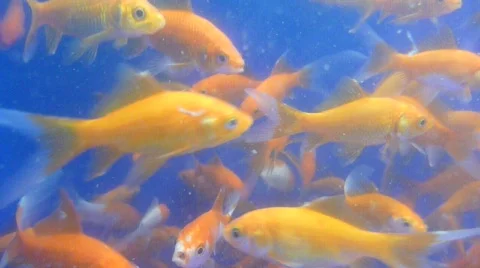 Gold Fish 1 Stock Footage 781764