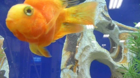 Gold Fish 2 Stock Footage 781787