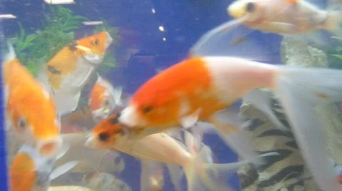 Gold Fish 3 Stock Footage 781789