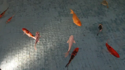 Gold fish 4 Stock Footage 22798348
