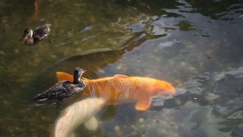 Gold fish and ducks in a pond Stock Footage 70593236