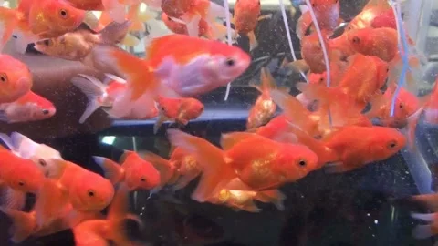 Gold fish in an aquarium Stock Footage 221557944