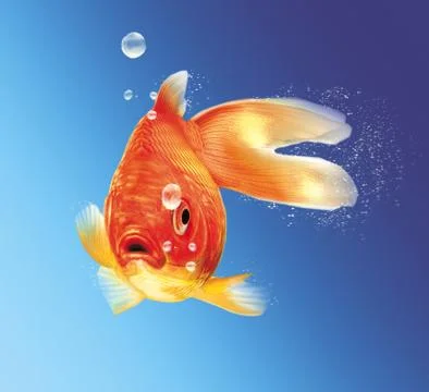 Gold fish facing the viewer, with some water bubbles, on blue gradient backgr Stock Illustration