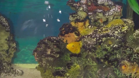 Gold fish in a fish tank Stock Footage