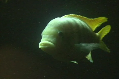 Gold Fish Stock Footage 361241