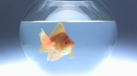 Gold fish Stockbeeldmateriaal 542847