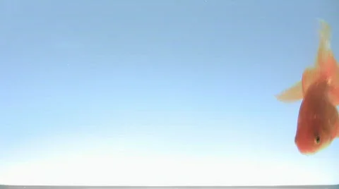 Gold fish Stockbeeldmateriaal 542898