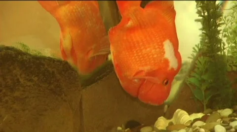 Gold fish 스톡 동영상 750586