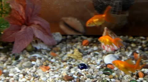 Gold fish Stock Footage 8987016