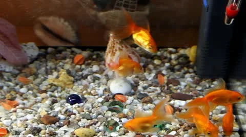 Gold fish Stock Footage 8987073