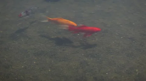 Gold fish Stock Footage 12112331