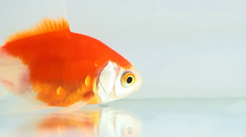 Gold fish Stock Footage 22590863