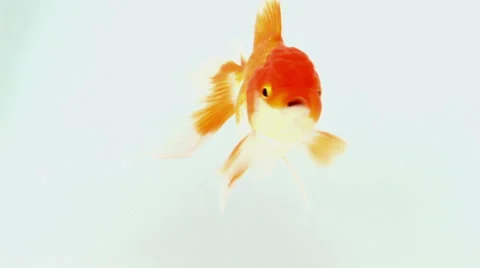 Gold fish Stock Footage 49930170