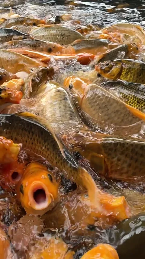 GOLD FISH Video stock 233774354