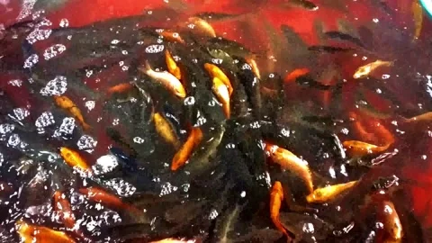 Gold Fish Stock Footage 236971831