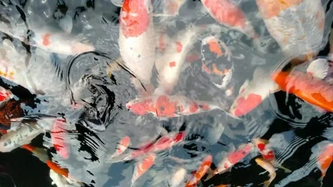 Gold fish Stock Footage 289161729