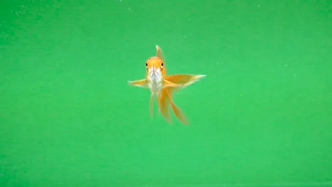 Gold fish fun swimming on green screen, fast isolated Stock Footage