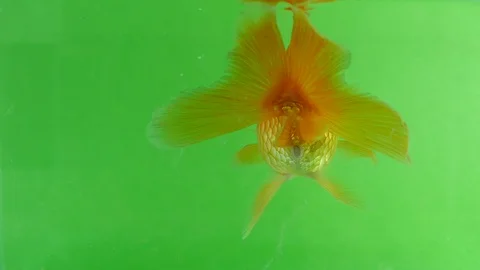 Gold fish fun swimming on green screen, 스톡 동영상 110131753