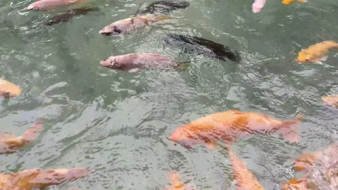 Gold fish gather to eat 스톡 동영상 201450580
