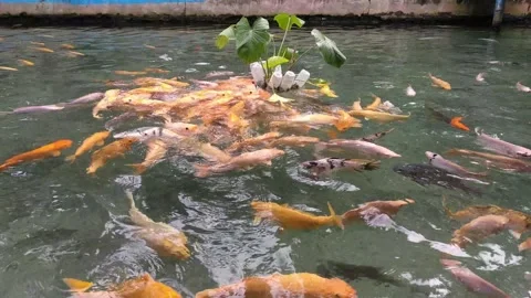 Gold fish gather to eat 스톡 동영상 201450671