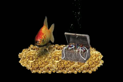 GOLD FISH GOLD Stock Footage 18432501