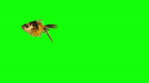 Gold Fish on Green Screen 2 Stock Footage 33525967